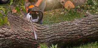 Trusted Century, FL Tree Services Experts